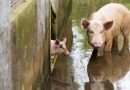จากสัตว์ตัวแรก… สู่พันล้านชีวิต   World Animal Protection 75 ปีที่เราไม่ทิ้งกัน