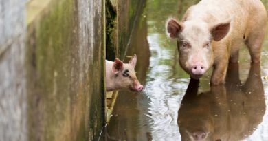 จากสัตว์ตัวแรก… สู่พันล้านชีวิต   World Animal Protection 75 ปีที่เราไม่ทิ้งกัน