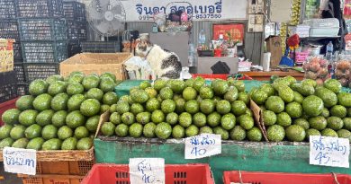 ตลาดสี่มุมเมือง ยกทัพ “อะโวคาโด” หลากสายพันธุ์ หมุนเวียนขายตลอดทั้งปีได้ของสดส่งตรงจากสวนในราคาค้าส่ง เอาใจสายรักสุขภาพ สายเบเกอรี และผู้ที่มองหาอะโวคาโดคุณภาพไปจำหน่ายต่อ ครบจบในที่เดียว